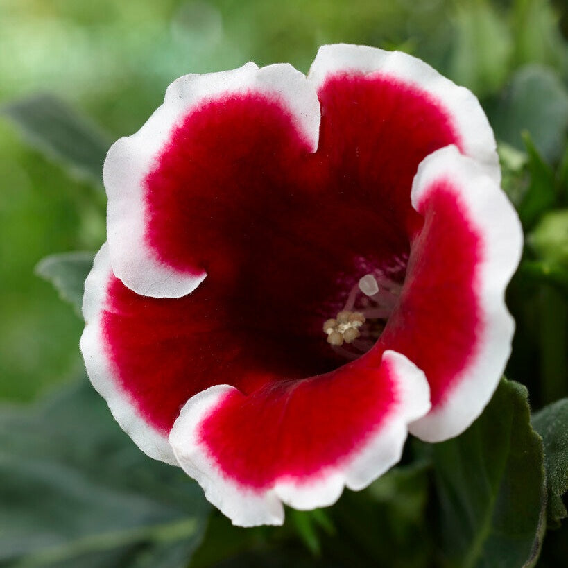 Gloxinia Kaiser Friedrich 1-pack